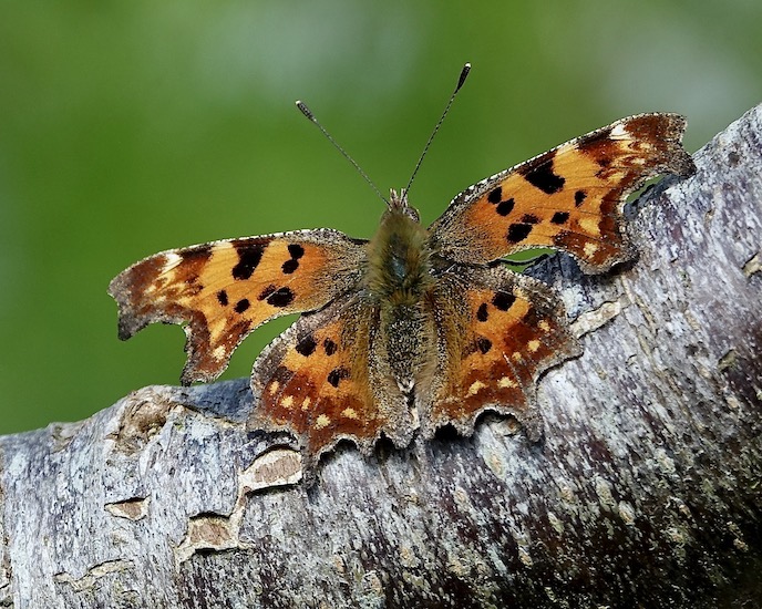 comma
